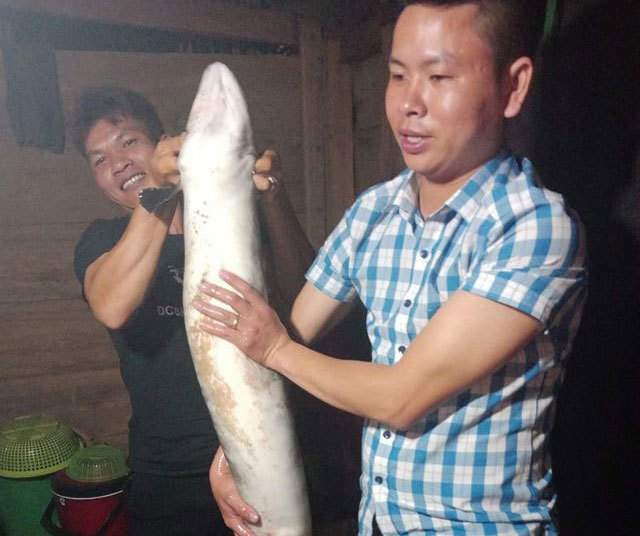 Bắt được cá chình 'khủng' dài 1,5 mét hiếm có