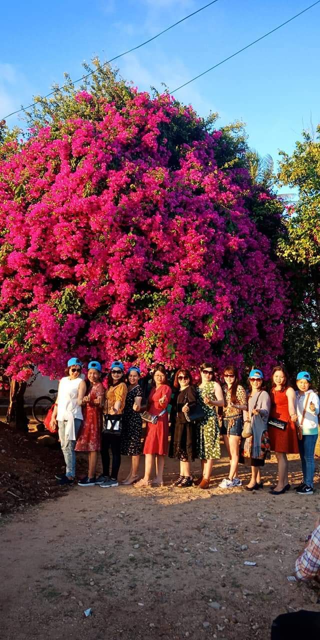 Phát sốt với cây hoa giấy khổng lồ hút khách du lịch ở Lý Sơn