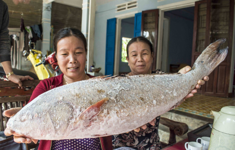 Đầu xuân kể chuyện đánh bắt 'cá vàng'