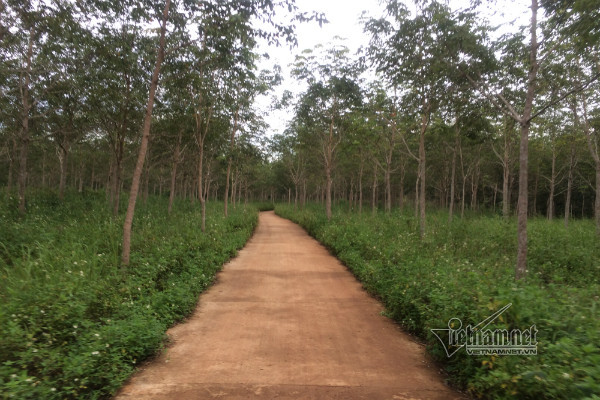 Đắk Nông: 4 cán bộ bị khởi tố vì 'chia' đất rừng 135 vô tội vạ