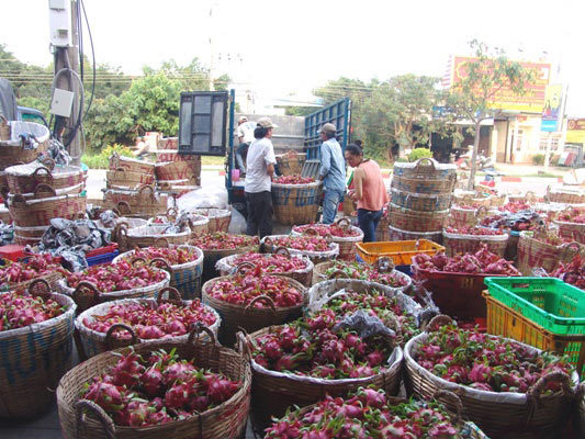 Thực hư thương lái Trung Quốc thâu tóm cơ sở thu mua thanh long