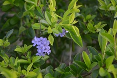 Bồ và vợ bắt tay, đại gia thủy sản nguy cơ vướng vòng lao lý