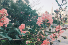 Bị hối thúc lấy chồng, 40 tuổi nữ kế toán sập bẫy tình của kẻ sở khanh