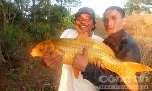 Săn 'báu vật' dưới Biển Hồ: Của hiếm, vật lạ ở hồ nước ngọt huyền bí