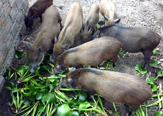 Phát hiện 2 đàn lợn rừng mắc bệnh Dịch tả lợn châu Phi