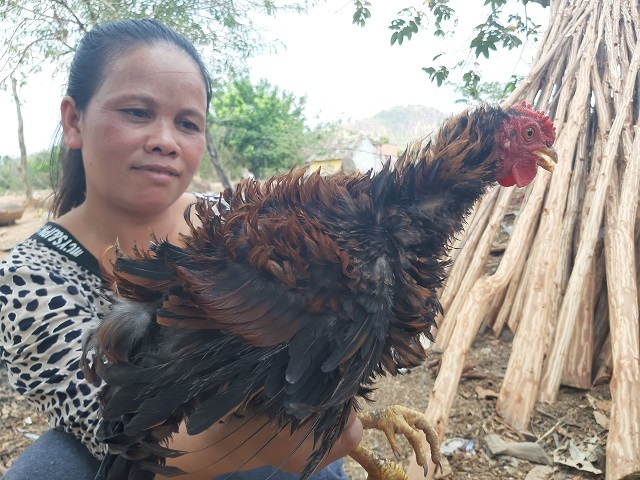 'Quái' gà lông dựng đứng xù như lông nhím, nuôi tặng chứ không bán