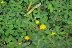 Bi kịch của hoa khôi khi chấp nhận làm con dâu hờ ở nhà giàu