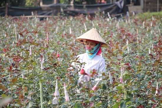 Gái đảm lên núi trồng hoa hồng, lãi hơn 300 triệu đồng mỗi năm