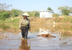 Đất vàng xây biệt thự triệu đô: Kệ nhà giàu, cụ ông vẫn dựng chòi cấy lúa