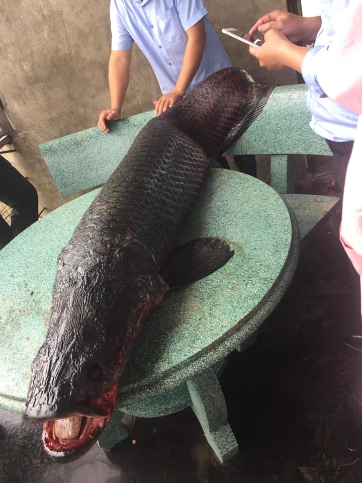 Bác tin bắt được cá 'khổng lồ' nặng 110kg ở sông Nhuệ, Hà Nội