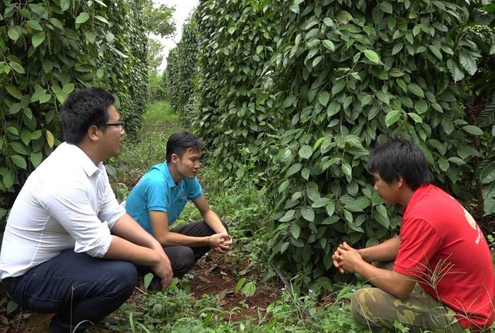 Không phun thuốc trừ sâu: Tôi bị nói là kẻ lừa đảo