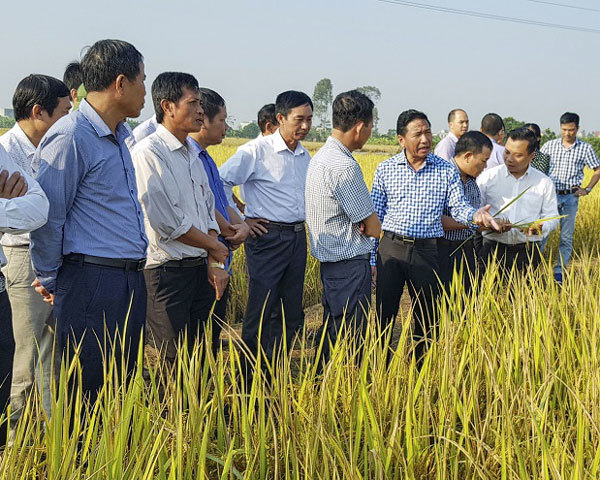 Giấc mơ gạo hữu cơ giá cao như ở Hàn Quốc của người Thái Bình