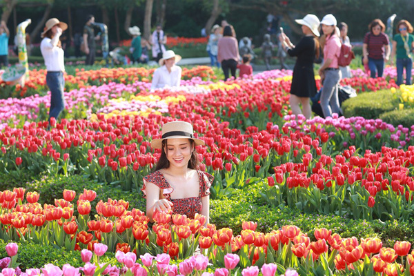 Top 5 điểm ngắm hoa tulip đẹp ‘khó cưỡng’
