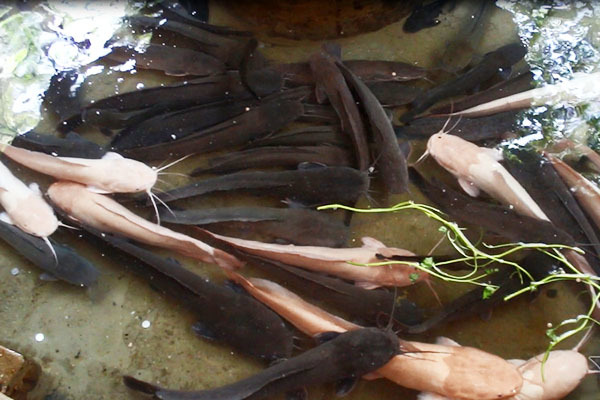 Đàn cá mỗi con dài 1m trong ngôi chùa Sài Gòn ông Obama từng thăm