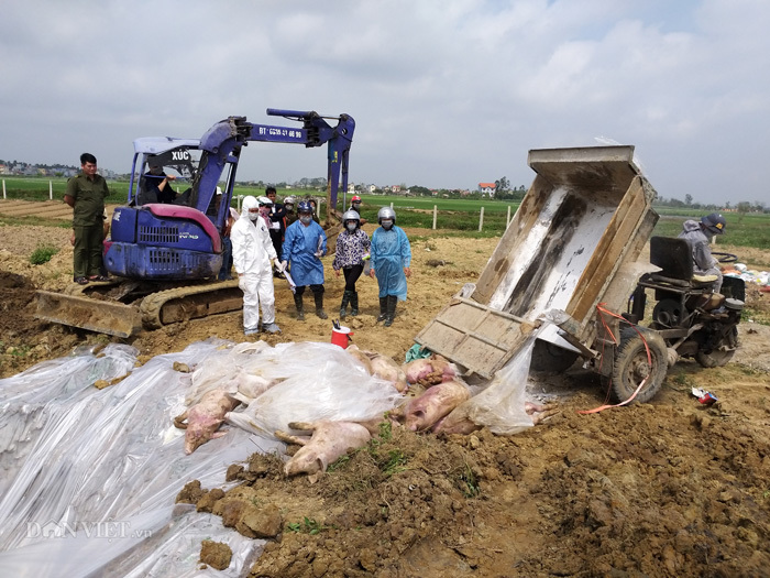 Khai khống lợn dịch để trục lợi: Bộ Nông nghiệp “lệnh” xác minh gấp