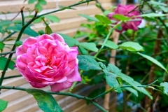 Chấp nhận chồng ngoại tình, nữ doanh nhân nhận cái kết bất ngờ