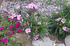 Nỗi niềm thư ký trẻ 'ăn vụng' với sếp