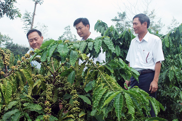 Tín dụng Agribank - ‘bà đỡ’ của cây cà phê Đắk Lắk