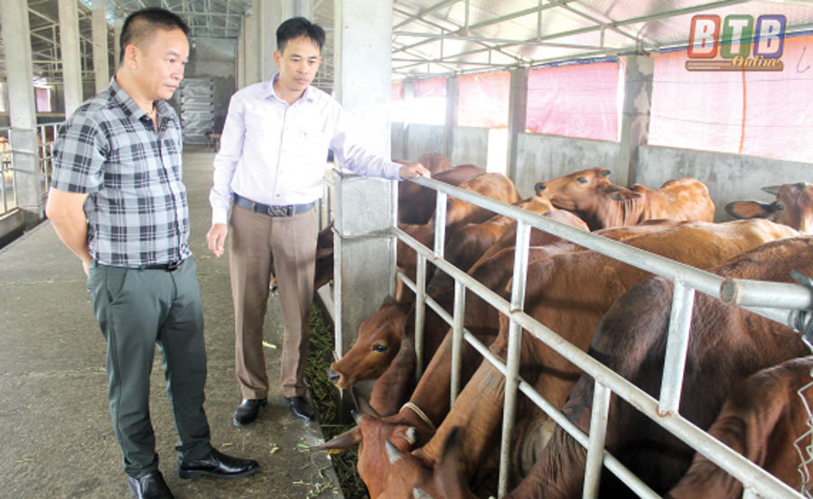 Chuyện lạ ở Thái Bình: Đại gia bất động sản về quê...chăn bò