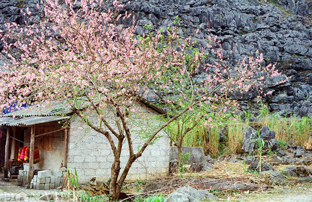Ngắm hoa đào nở muộn tuyệt đẹp trên cao nguyên đá Đồng Văn - VietNamNet