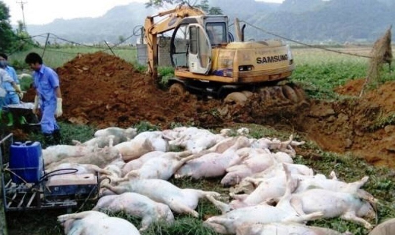 Dịch bệnh nguy hiểm lây lan: Đáng sợ mua bán lợn chết, lợn bệnh