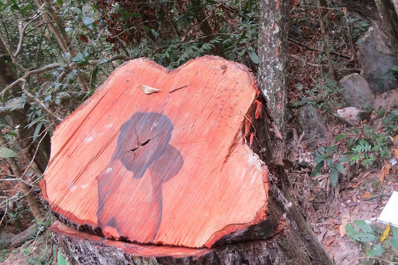 Diễn biến mới vụ phá rừng gỗ quý ở VQG Phong Nha - Kẻ Bàng
