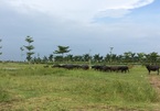 Thủ tướng ‘lệnh’ kiểm tra 2.000ha đất dự án bỏ hoang ở Mê Linh