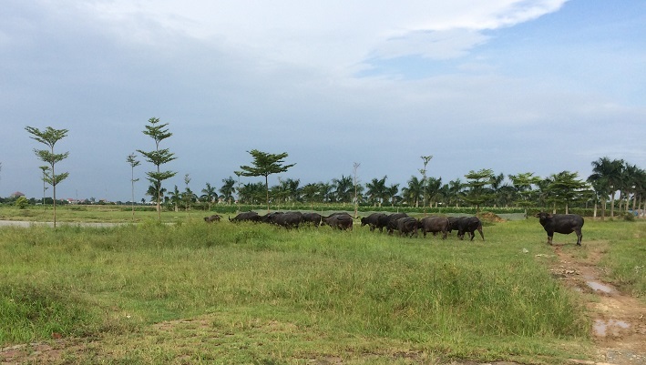 Thủ tướng ‘lệnh’ kiểm tra 2.000ha đất dự án bỏ hoang ở Mê Linh