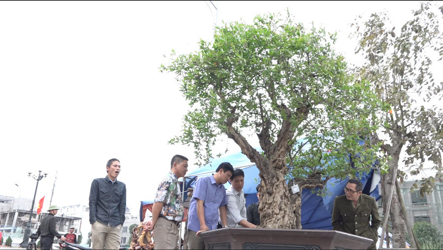 Cận cảnh cây thạch lựu 300 năm vô địch Việt Nam giá tiền tỷ