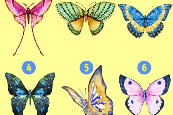 Loài bướm bạn chọn tiết lộ nhiều điều ẩn giấu trong tính cách