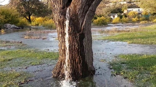 Bí ẩn cây dâu tằm trăm tuổi phun nước xối xả