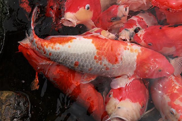 Sửng sốt khu vườn Nhật và đàn cá Koi 10 tỷ của đại gia Thái Nguyên