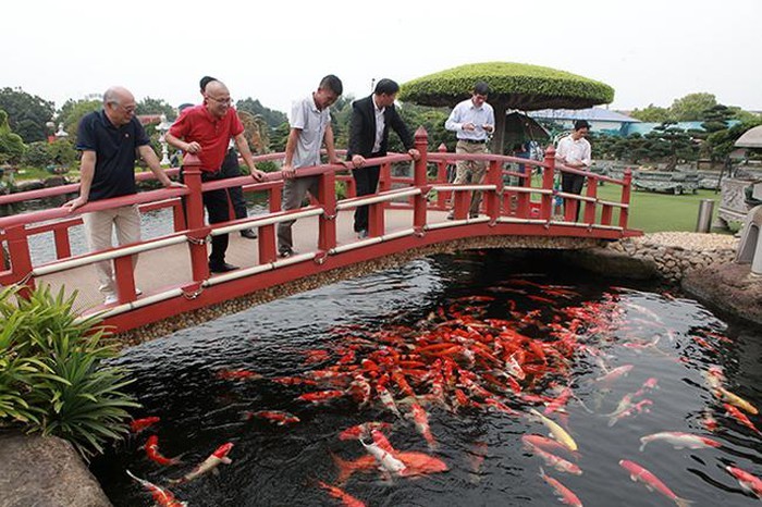Sửng sốt khu vườn Nhật và đàn cá Koi 10 tỷ của đại gia Thái Nguyên