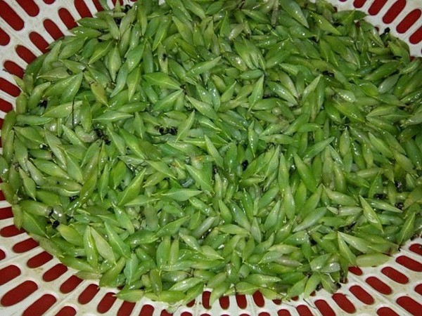 Côn trùng khiến chị em kinh hãi lại là đặc sản 'vạn người mê'