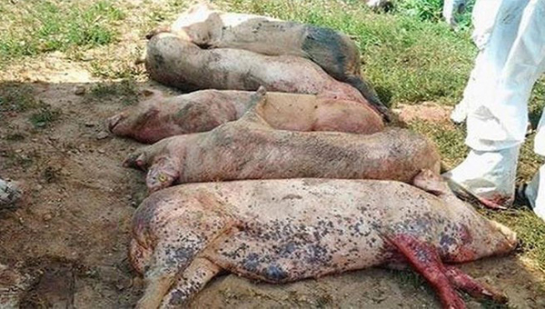 Cuộc chiến dai dẳng hơn 100 năm với dịch bệnh không thuốc chữa