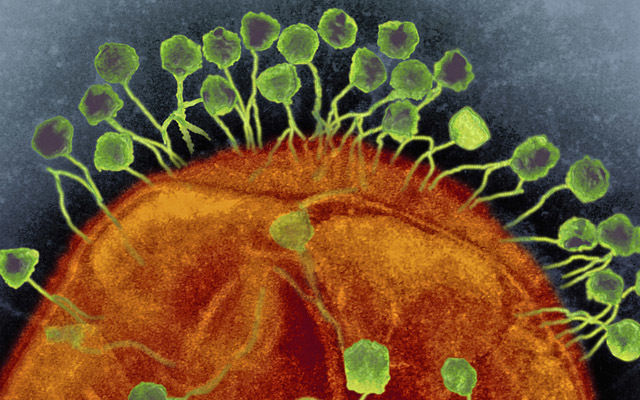 Chồng nhiễm siêu vi khuẩn không thuốc trị, vợ tìm thấy 'giải độc' ở nơi không ngờ