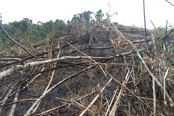 Phó chủ tịch xã 'hô biến' 2,5ha rừng phòng hộ để trồng keo