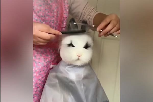 Khó tin những con vật hành động giống người y như đúc