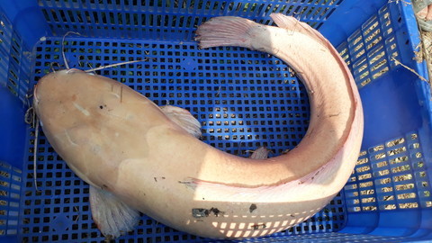 Bắt được cá trê gần 10 kg toàn thân màu trắng