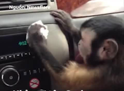 Con khỉ biết cẩn thận lau chùi ô tô cho chủ