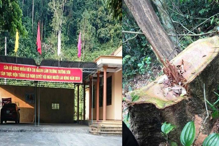Rừng gỗ quý lại bị tàn sát ở Quảng Bình