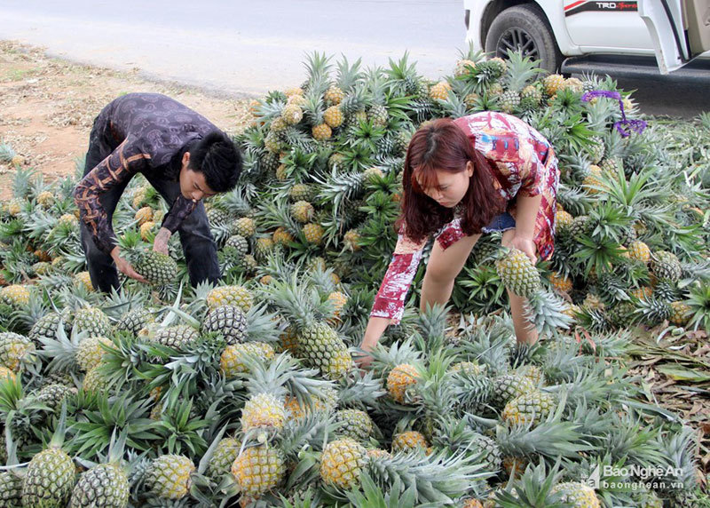 Cánh đồng mùa thơm ngọt, nông dân lại ngồi khóc ròng