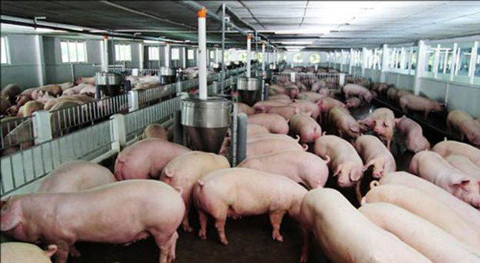 400.000 con bị tiêu hủy vì dịch tả, nguy cơ thiếu thịt lợn