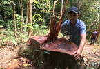 Rừng gỗ quý bị tàn sát ở miền tây Quảng Bình