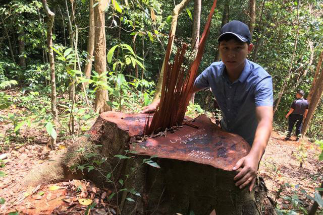 Rừng gỗ quý bị tàn sát ở miền tây Quảng Bình
