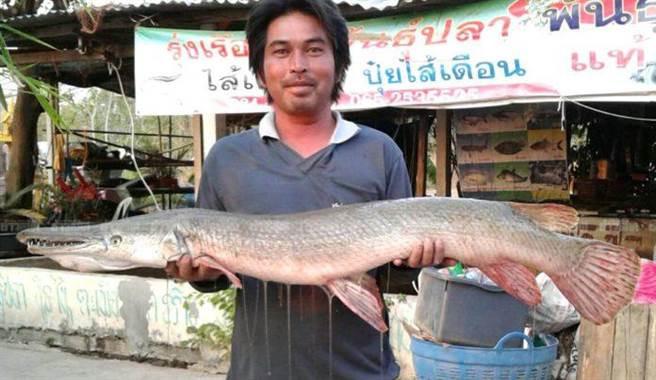 Tóm được 'siêu' cá sấu hỏa tiễn cổ đại: Dậy sóng dư luận