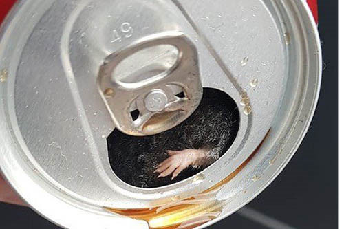 Choáng váng thấy chuột chết dưới đáy lon nước ngọt
