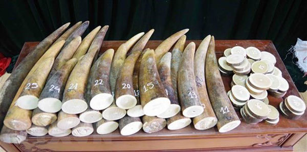 Da Nang customs uncovers 9.1 tonnes of goods suspected as tusks