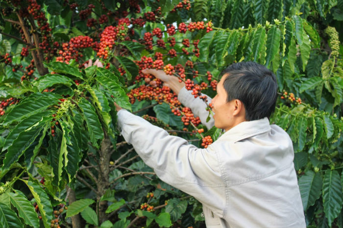 Động lực đột phá thúc đẩy 'đầu tàu' Tây Nguyên tăng tốc