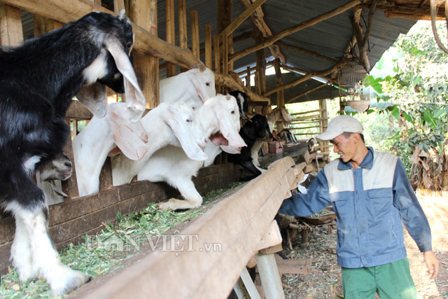 Giá thịt dê hơi tăng cao, thương lái tranh nhau mua xuất Trung Quốc